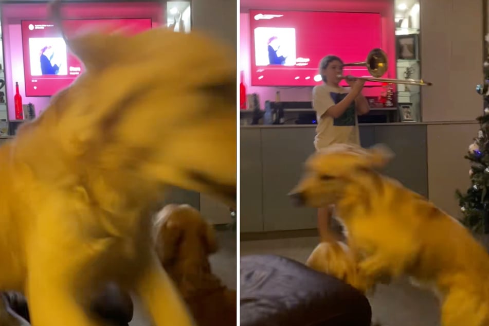 Dogs have hysterically over-the-top reaction to girl's trombone practice: "Glad no one overreacted"