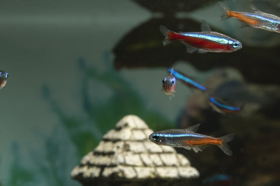 What is the smallest fish in the world?