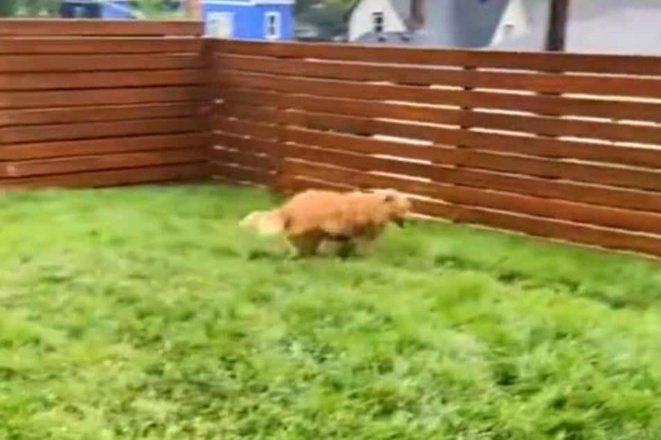 Maple's zoomies seem to have cured her mysterious paw problem!