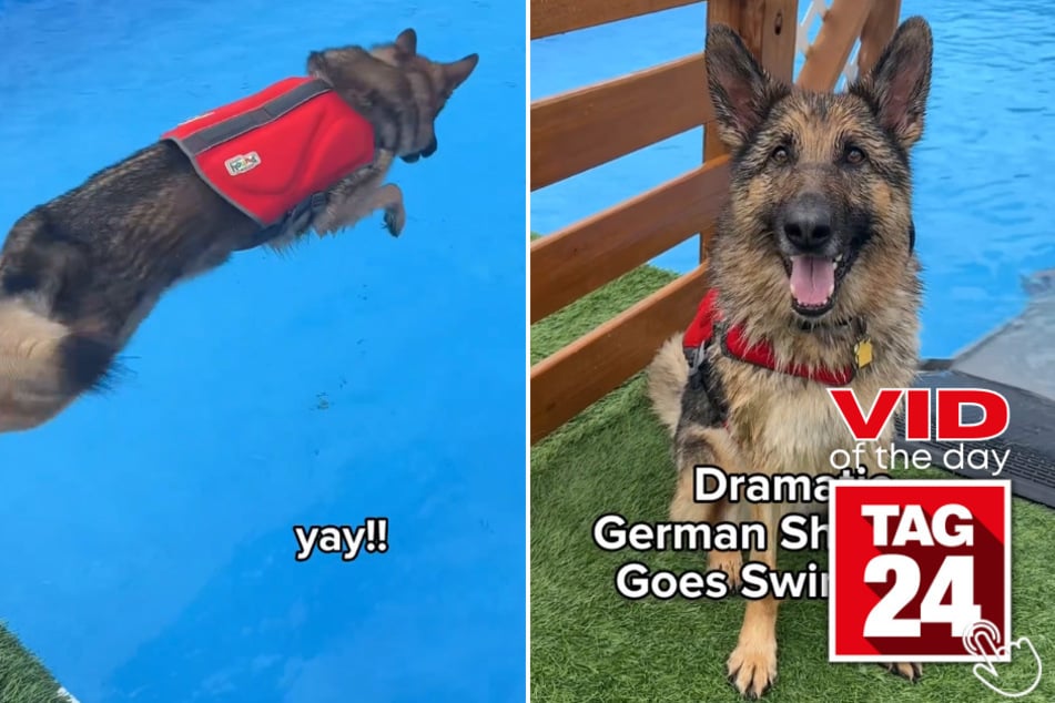 Today's Viral Video of the Day shows Benson the German Shepherd mustering up the courage to go for a swim on a beautiful sunny day.
