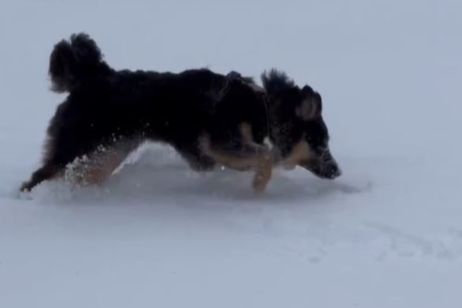 Love brought out the joy in this rescue dog.