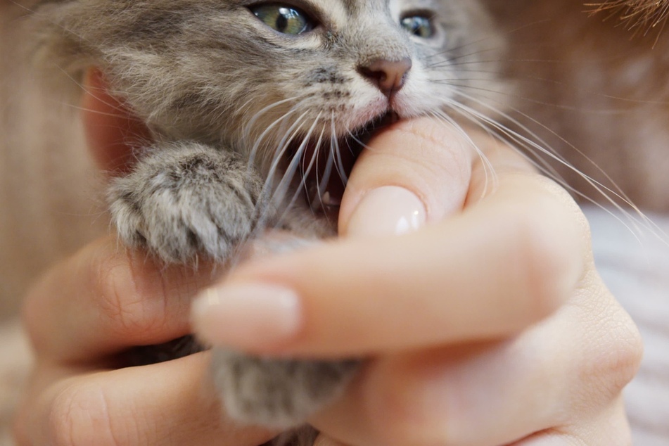If a cat is not enjoying a petting session, or doesn't like being held, it might bite you.