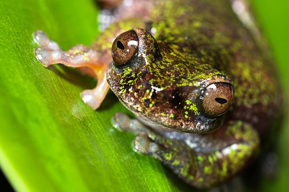 Researchers warn that the newly discovered spring frogs, or coffee frogs. in Costa Rica's central Pacific region face one serious risk.