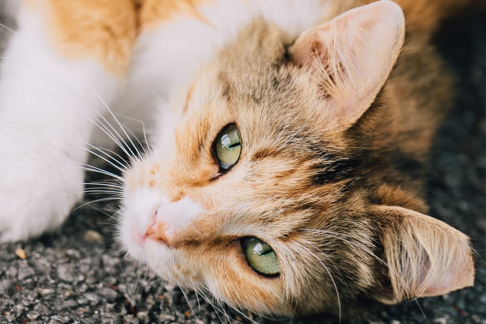 American shorthairs are some of the sweetest and chubbiest kitties around.
