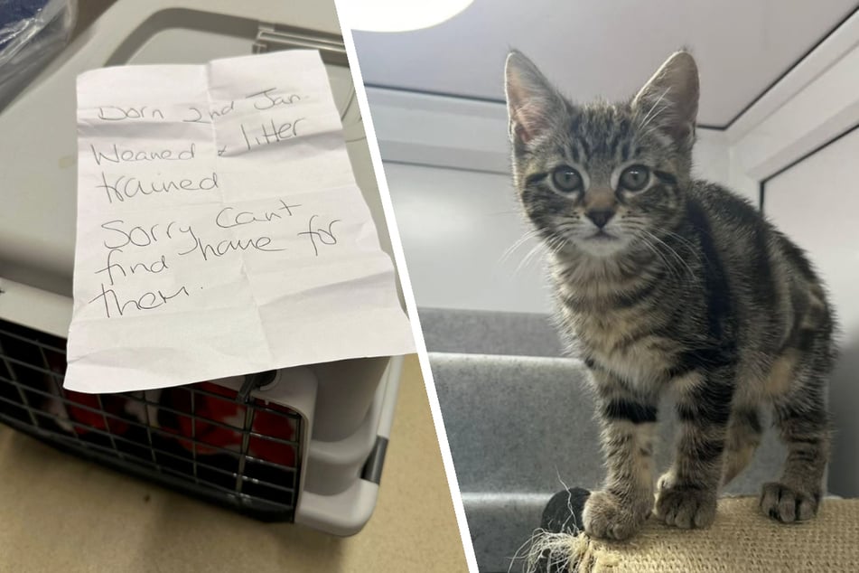 Kittens found abandoned in a park – rescuers are then stunned to read the desperate note left with them