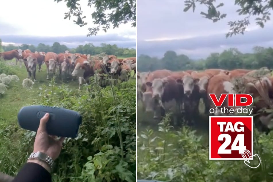 Viral Video of the Day for June 18, 2025: Man lures cows with help of jazz music!
