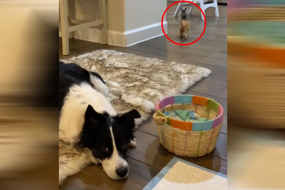Phoebe was initially disappointed the two kittens didn't seem to recognize her.