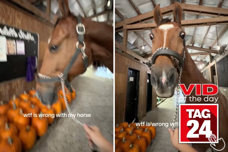 This horse was in shock after seeing a bunch of pumpkins in his barn.
