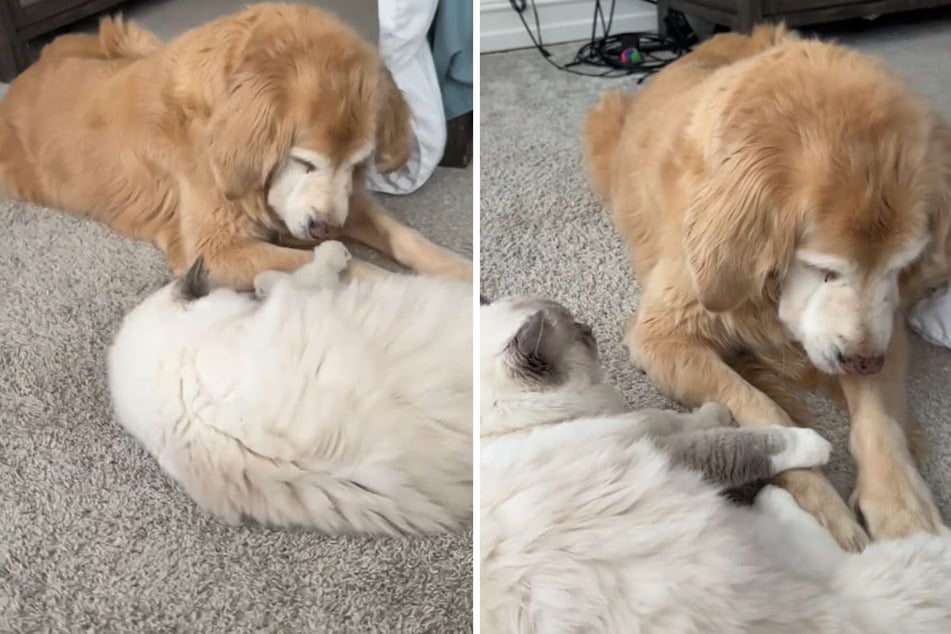 Ragdoll cat Josie was proud to show off her new kittens to her doggy best friend Lucy!
