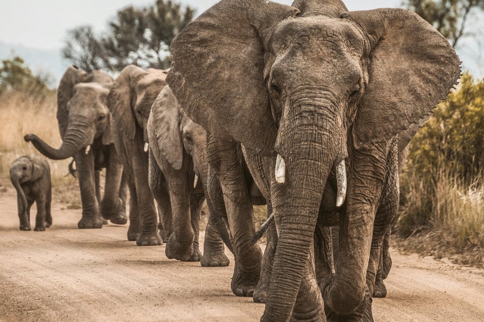 The researchers called for more research into the evolutionary origin of this talent for name-calling, given that the ancestors of elephants diverged from primates and cetaceans around 90 million years ago.