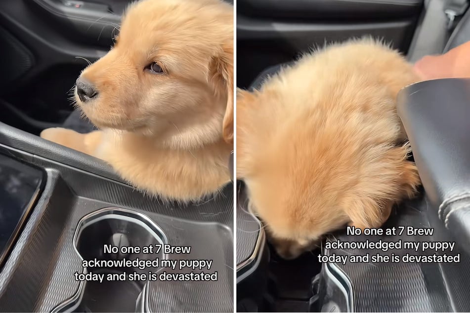 Puppy is heartbroken after getting ignored during coffee run: "She is devastated"