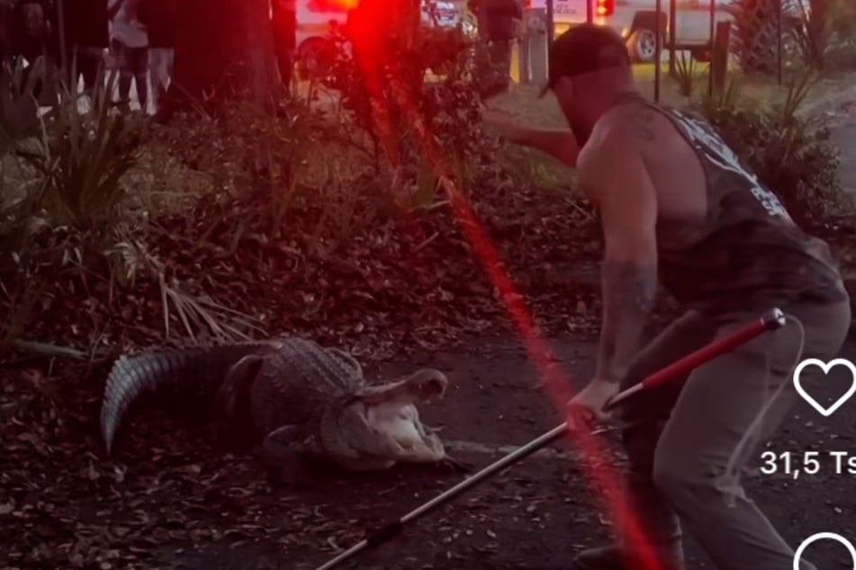 Surrounded by about 200 people, alligator and MMA fighter faced each other!
