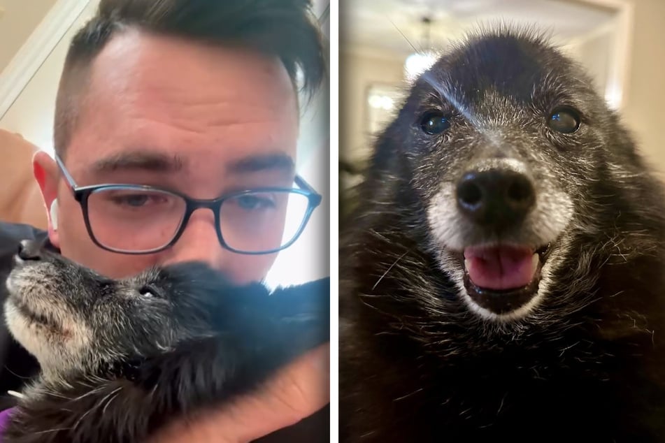 Senior dog wakes up owner in the dead of night for adorable reason