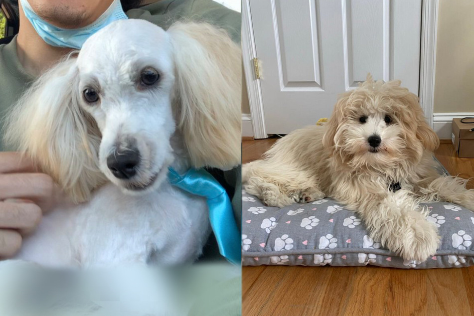 Dog's first visit to the groomer does not go as planned