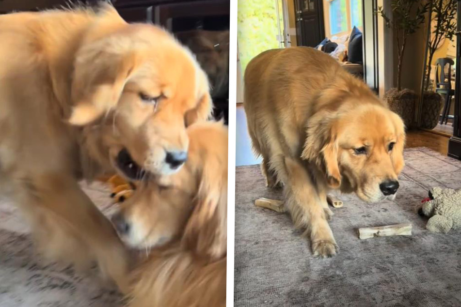 Golden Retriever siblings Benny and Blu recently went viral online for their playful tussle – mainly because Benny the dog misjudged one thing in his plan of attack!