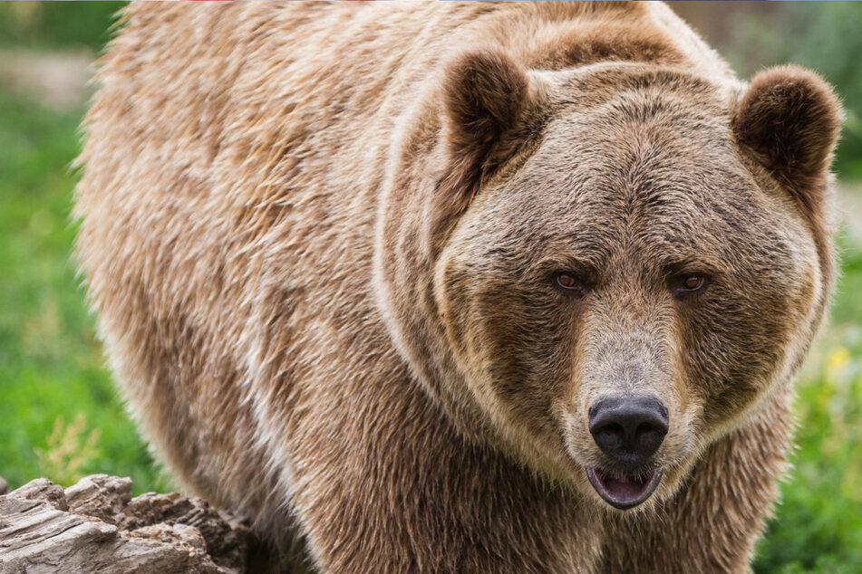 Hiker attacked by grizzly bear in Yellowstone National Park
