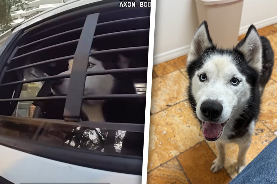 Dog goes missing for a decade after home robbery, but then a miracle: "so many people told me to give up"