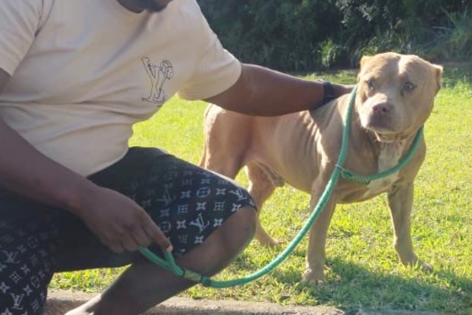 Rescuers save stray dog – and what they learn next is shocking!