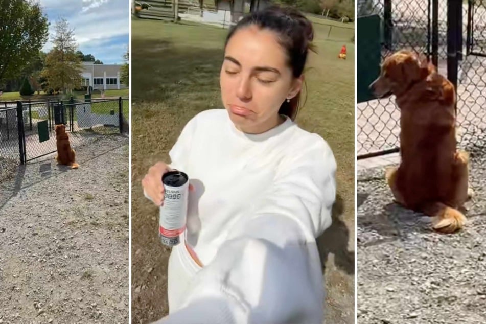 Dog looks miserable playing alone at the park – then a miracle occurs!