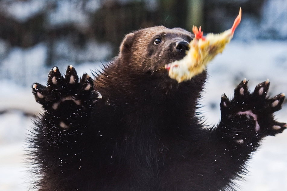 Wolverines resemble small bears and are protected under the California Endangered Species Act.