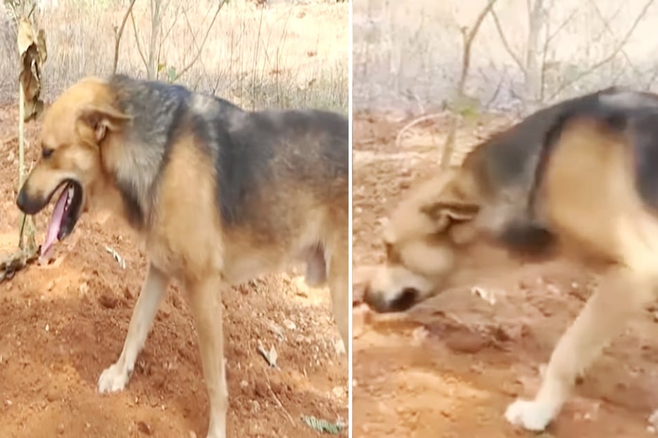 Street dog refuses to leave burial site: the reason breaks so many people's hearts