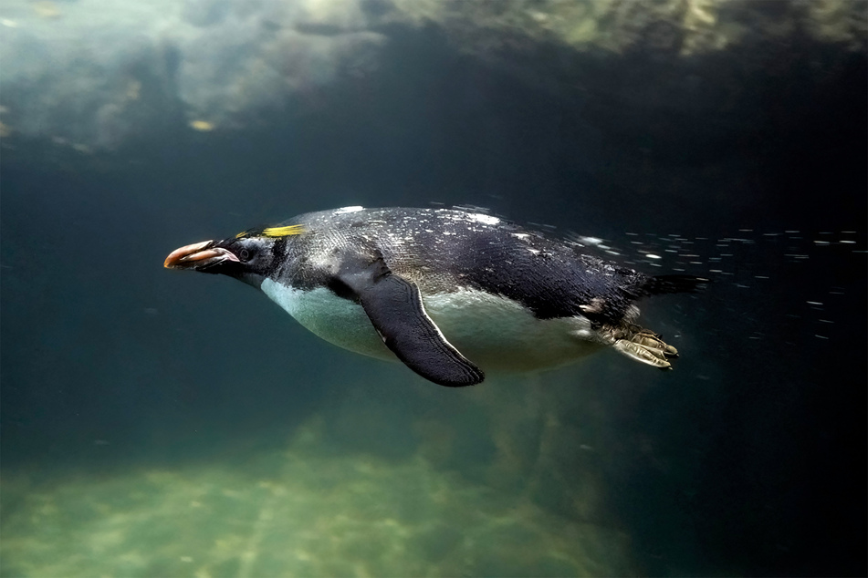 To many, the macaroni penguin is the most fabulous in the world.