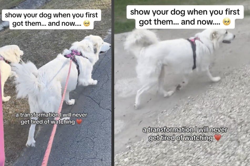 Lily the dog has made a remarkable transformation and can now walk properly.