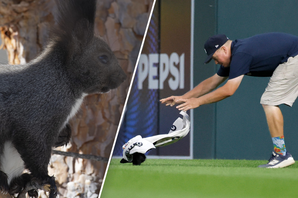 Squirrel majorly crashes Major League Baseball game – put him in, Coach!