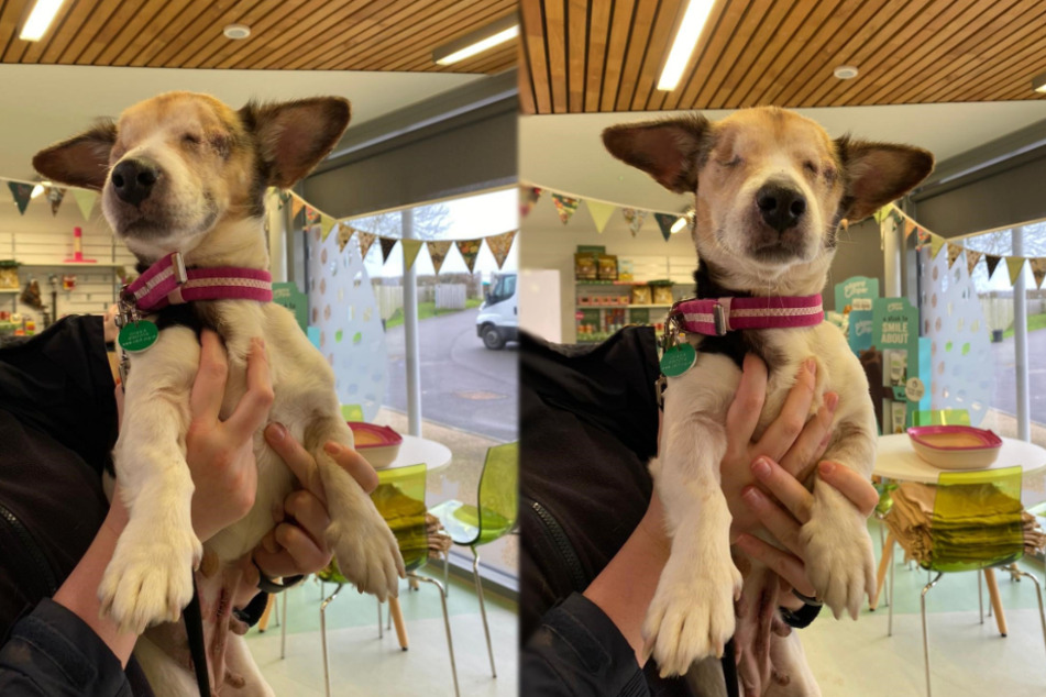 Little dog abandoned at train station suffers tragic loss