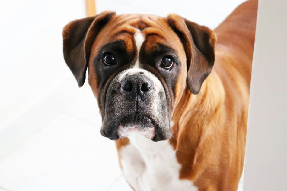 Can dogs get sick from humans?