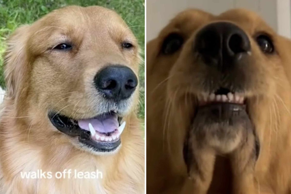Cheeky "pros and cons" list for dog has viewers in stitches: "God forbid he has hobbies"