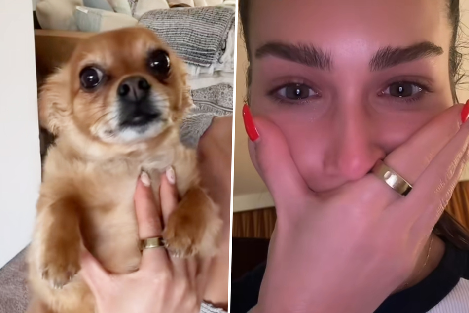 Dog owner travels without her Chihuahua – and discovers a heartbreaking surprise