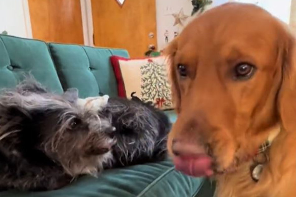 These dogs are buddies even though they have different dispositions and energy levels.