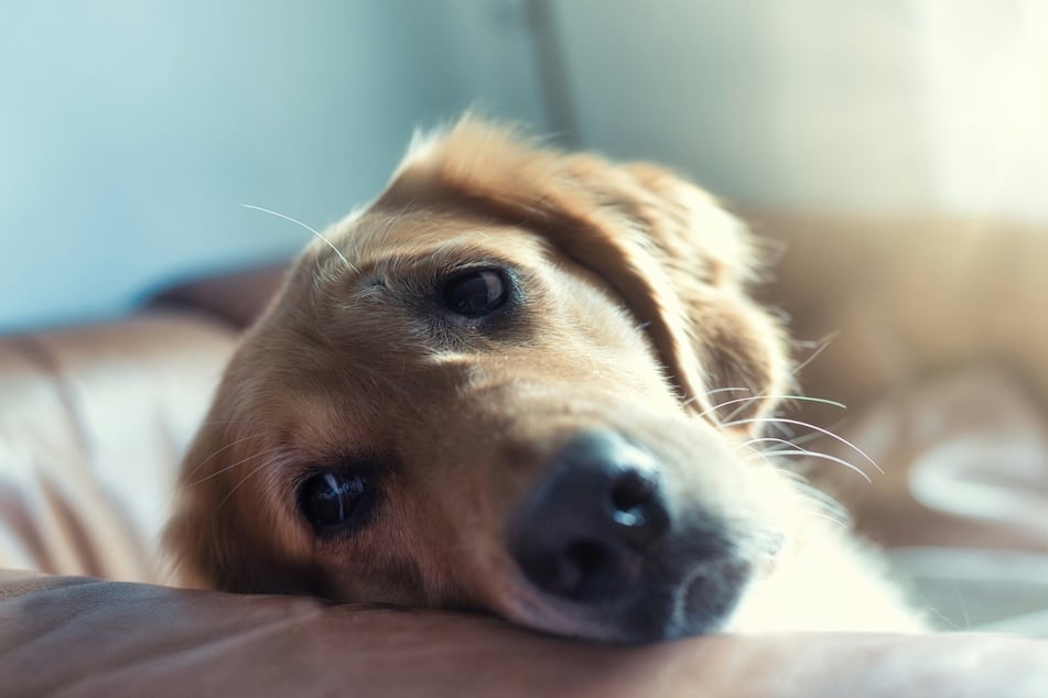 With some tender loving care and determination, your dog will be feeling better in no time.