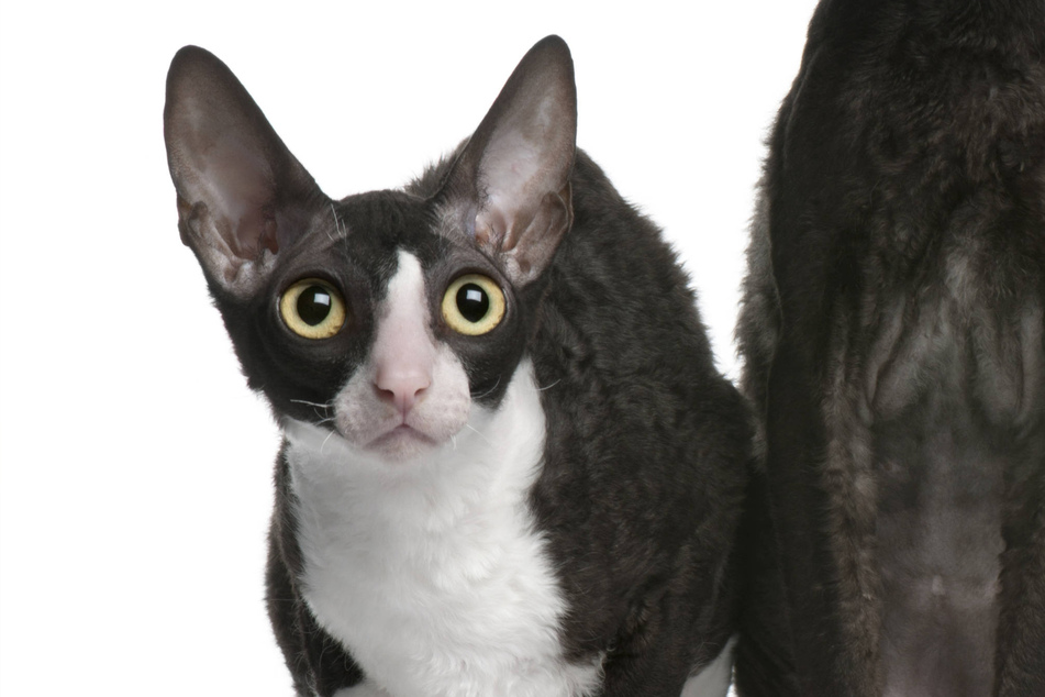 A tuxedo Cornish Rex still looks a bit weird, but at least it has some style!