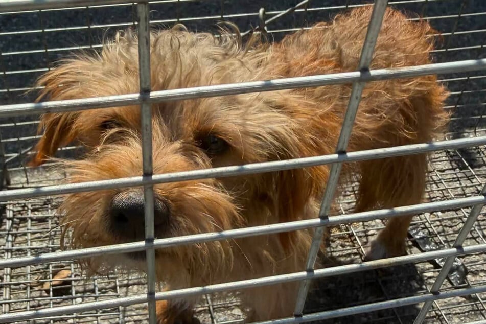 The scared dog was rescued by Hall, but the story didn't end there!