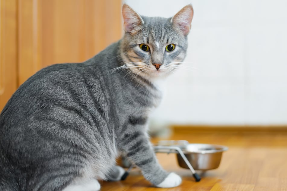 Offering cats water and food in the same place often doesn't help, because the animals instinctively don't drink where they eat.