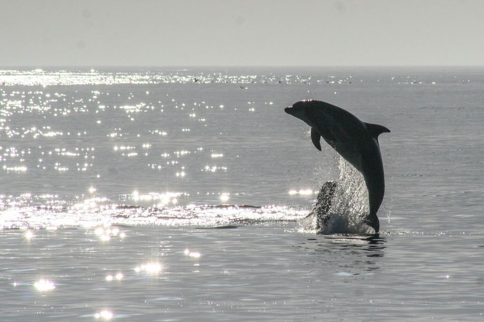 Whales and dolphins to meet devastating fate due to severe marine heatwave, experts warn