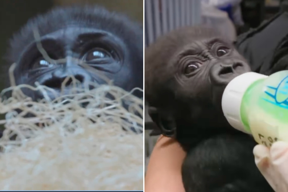 Baby Jameela's introduction to the Cleveland troop has started out on the right food.