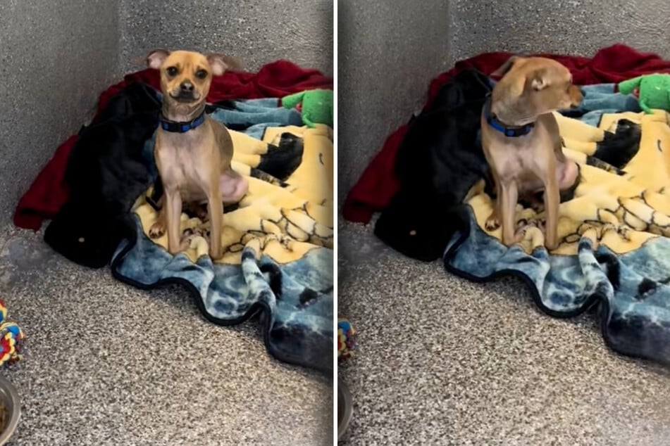 It breaks the hearts of TikTok users: Finn the dog is left alone in the kennel, trembling and scared.