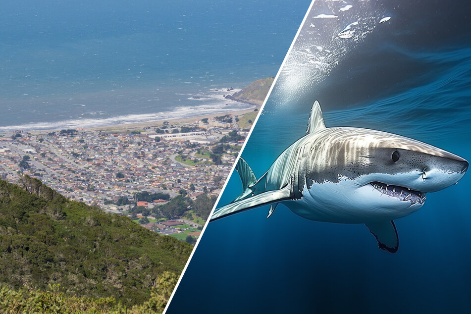 Suspected shark attack in Northern California leaves surfer injured