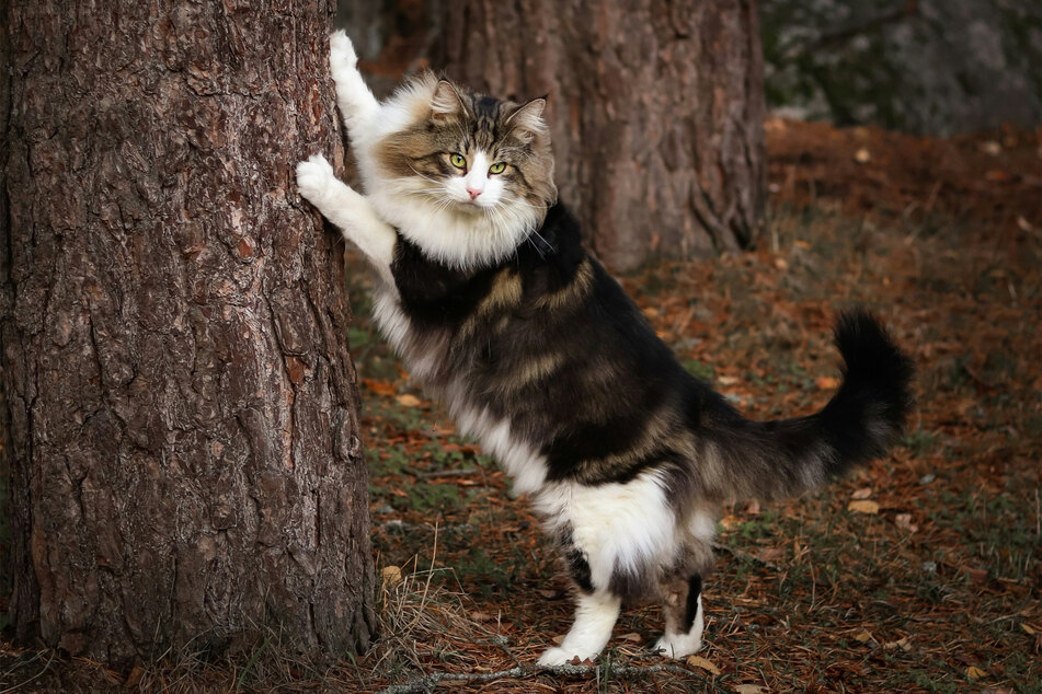 Most unique cat names: Rarest names for the kindest kitties