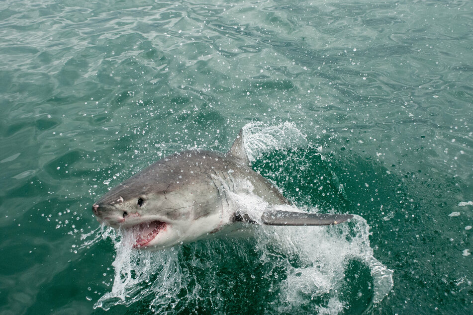 The shark attacked the young girl out of nowhere (stock image).