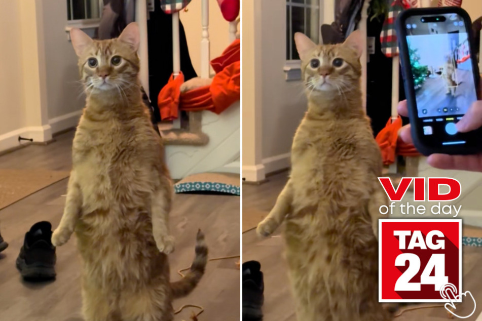 This cat left his entire family speechless after standing upright like a human!