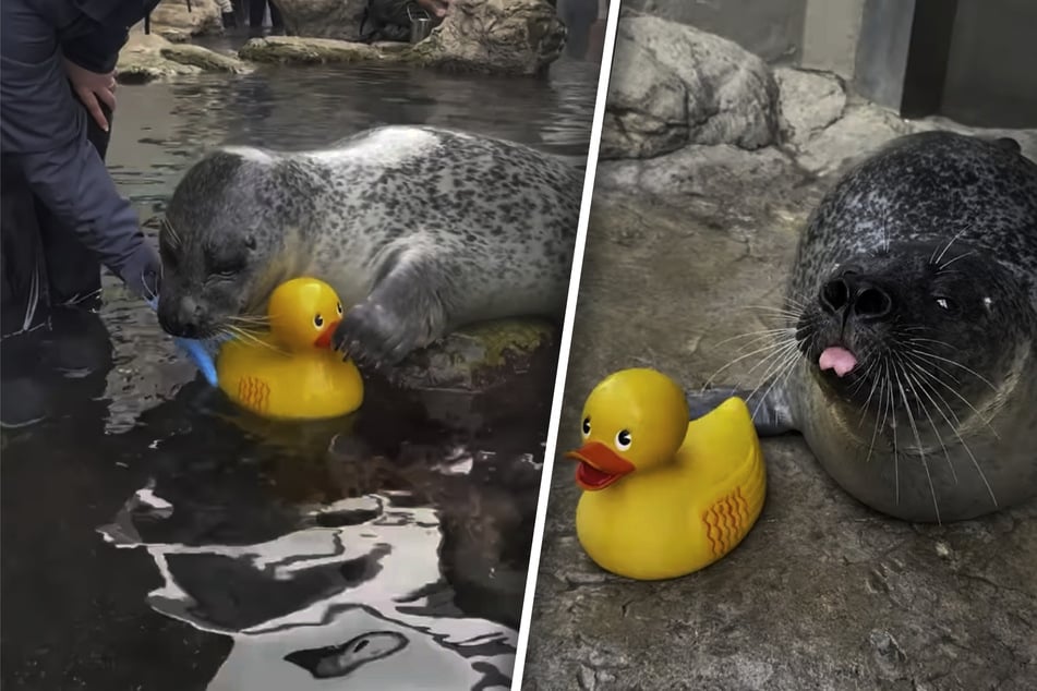 Meet the adorable seal and rubber duckie duo stealing hearts on Instagram