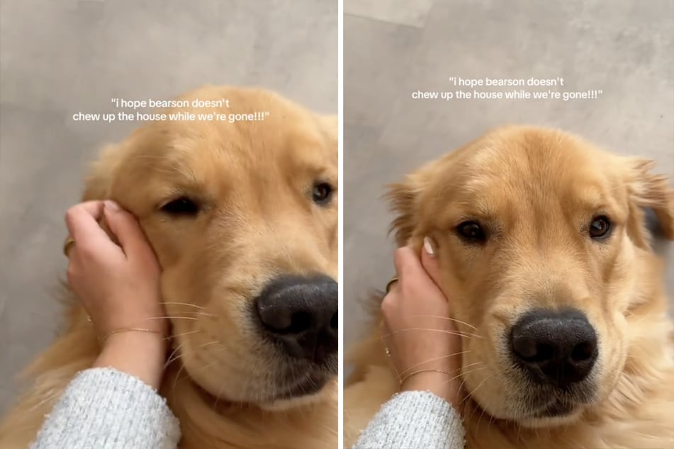 This dog's owners wondered what he gets up to when they're not at home, so they took a look at their security camera footage – and felt their hearts sink.