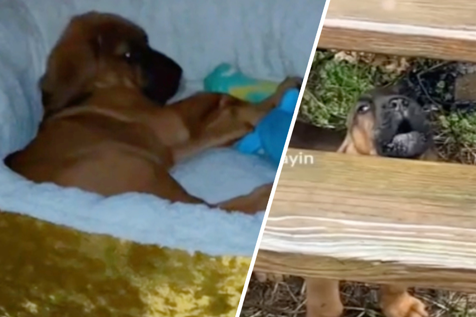 Bloodhound puppy bawls in the rain in heartbreaking TikTok!