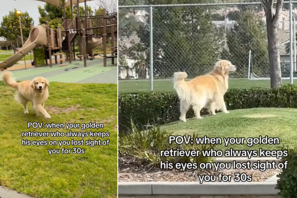 Dog's adorable reunion with owner after "30-second" separation melts hearts