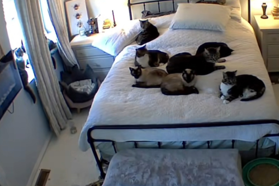 Huge family of rescue cats have the sweetest reaction to hearing their mom's voice on pet cam