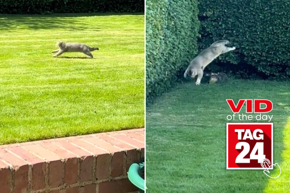 Viral Video of the Day for June 5, 2024: Indoor cat backflips when let outside for first time!